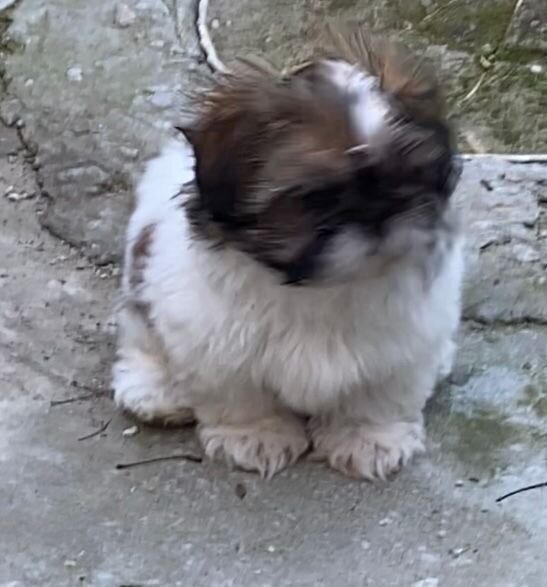 Pui rasa Shithzu